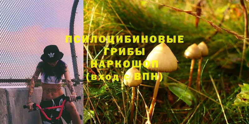 ссылка на мегу ссылка  Навашино  Галлюциногенные грибы Cubensis  как найти наркотики 